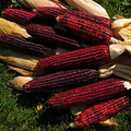 Bloody Butcher Corn (Zea mays) - Heirloom Red Kernels, 100-120 Days, 10-12 ft tall