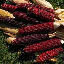 Bloody Butcher Corn (Zea mays) - Heirloom Red Kernels, 100-120 Days, 10-12 ft tall