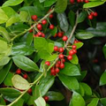 Ilex cornuta (Chinese Holly) Seeds – 500 mg for Evergreen Privacy Hedges