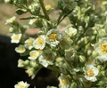 Desert Sweet Fern Bush Seeds (C. millefolium) - 20 Seeds for Native Hedge, Drought-Tolerant