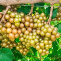 Scuppernong Grape Seeds (Vitis rotundifolia) - 5 Seeds for Sweet Muscadine Grapes
