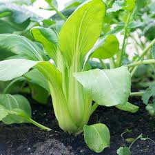 Pak Choi Bok Choi Taisai Seeds - 350 Heirloom Brassica rapa for Spring/Fall Gardens