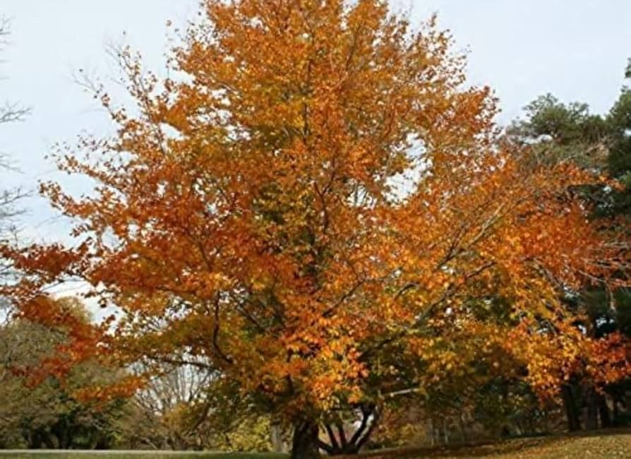American Beech Tree (Fagus grandifolia) - Live Bare Root 1-2 ft for Zones 3-9
