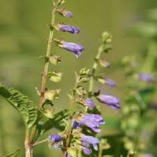 Skullcap Herb Seeds (Scutellaria lateriflora) – 100 Mad Dog Seeds for Planting