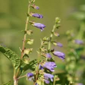 Skullcap Herb Seeds (Scutellaria lateriflora) – 100 Mad Dog Seeds for Planting