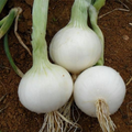 White Sweet Spanish Onion Seeds (Allium cepa) – 200 Seeds