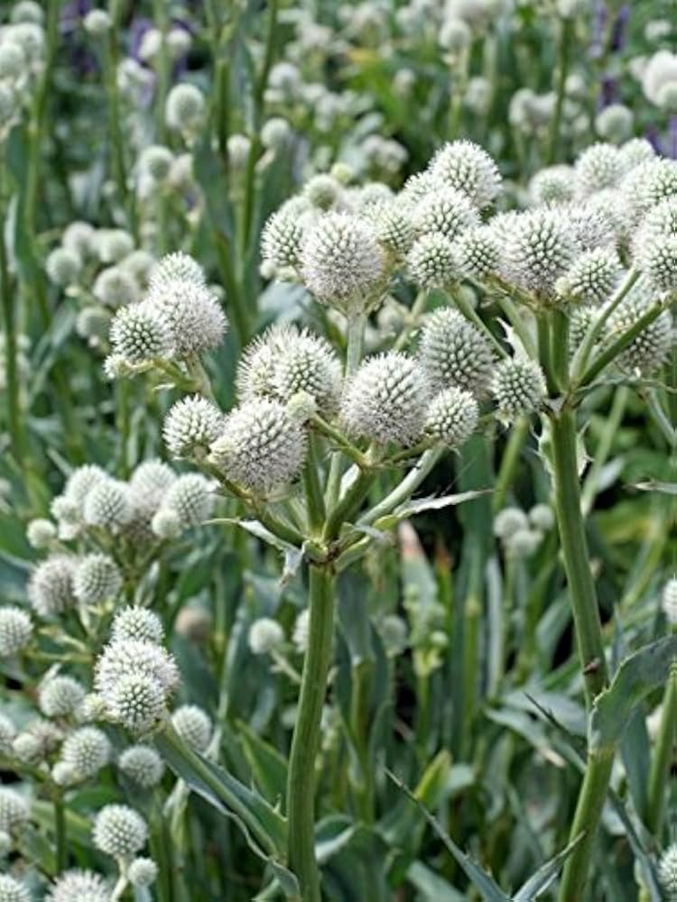 Rattlesnake Master Seeds 1g - Eryngium yuccifolium | Native Prairie Perennial, Pollinator Friendly