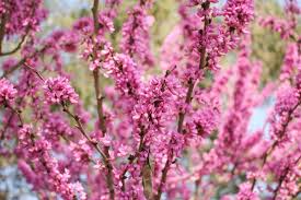 Cercis chinensis (Chinese Redbud) Seeds - 10 Seeds for Planting