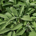 Broadleaf Sage Seeds - 150 Non-GMO Heirloom Seeds, Salvia officinalis, Perennial