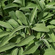 Broadleaf Sage Seeds - 150 Non-GMO Heirloom Seeds, Salvia officinalis, Perennial