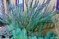 Lot of 2 Rosemary Cuttings - Live Rooted Bare-Root 5-8" | Salvia rosmarinus