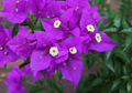 Bougainvillea Violet Starter Plant | Well-Rooted Live Plant | Full Sun