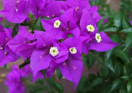 Bougainvillea Violet Starter Plant | Well-Rooted Live Plant | Full Sun