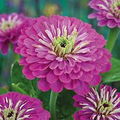 Purple Prince Zinnia (Zinnia elegans) – Royal Purple Annual, 30-40 in, Heat-Tolerant
