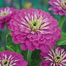 Purple Prince Zinnia (Zinnia elegans) – Royal Purple Annual, 30-40 in, Heat-Tolerant