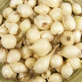 White Onion Sets – White Ebenezer, 8 oz (40-60 Bulbs) | Non-GMO, Easy to Grow