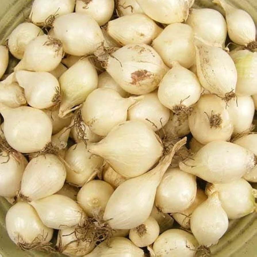 White Onion Sets – White Ebenezer, 8 oz (40-60 Bulbs) | Non-GMO, Easy to Grow