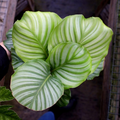Calathea Orbifolia Seedling – 4-8” Tropical Starter Plant, Indoor Houseplant