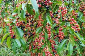 Black Cherry Tree Seeds (Prunus serotina) - 5 Seeds, Zones 3-9, Fast-Growing