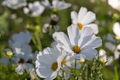 Cosmos Purity Seeds 1g - White Cosmos Bipinnatus, Pollinator-Friendly Annual