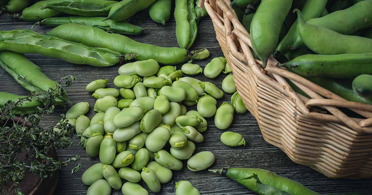 5 Seeds Fava Bean (Vicia faba) Heirloom - For Planting, Gardening & Culinary Use