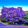 Jacaranda mimosifolia Seeds - Jacaranda Fern Tree (20 Seeds) - Blue Flowers
