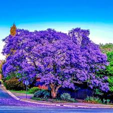Jacaranda mimosifolia Seeds - Jacaranda Fern Tree (20 Seeds) - Blue Flowers