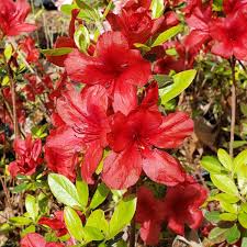 Midnight FlareAzalea | Live Rooted Starter Plant (2-8") Rhododendron Shrub