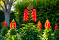 Illawarra Flame Tree Seeds - Brachychiton acerifolius (10 Seeds) Red Bottle Tree