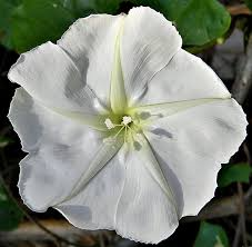 Moonflower White Night-Blooming Vine Seeds - Ipomoea alba (25 Seeds) - Fragrant Evening Blooms