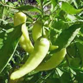 Sweet Banana Peppers Seeds - Heirloom Capsicum annuum, Mild & High-Yielding