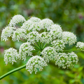 Cow Parsnip (Heracleum Maximum) Seeds - 75 Seeds for Native Wildflower Gardens