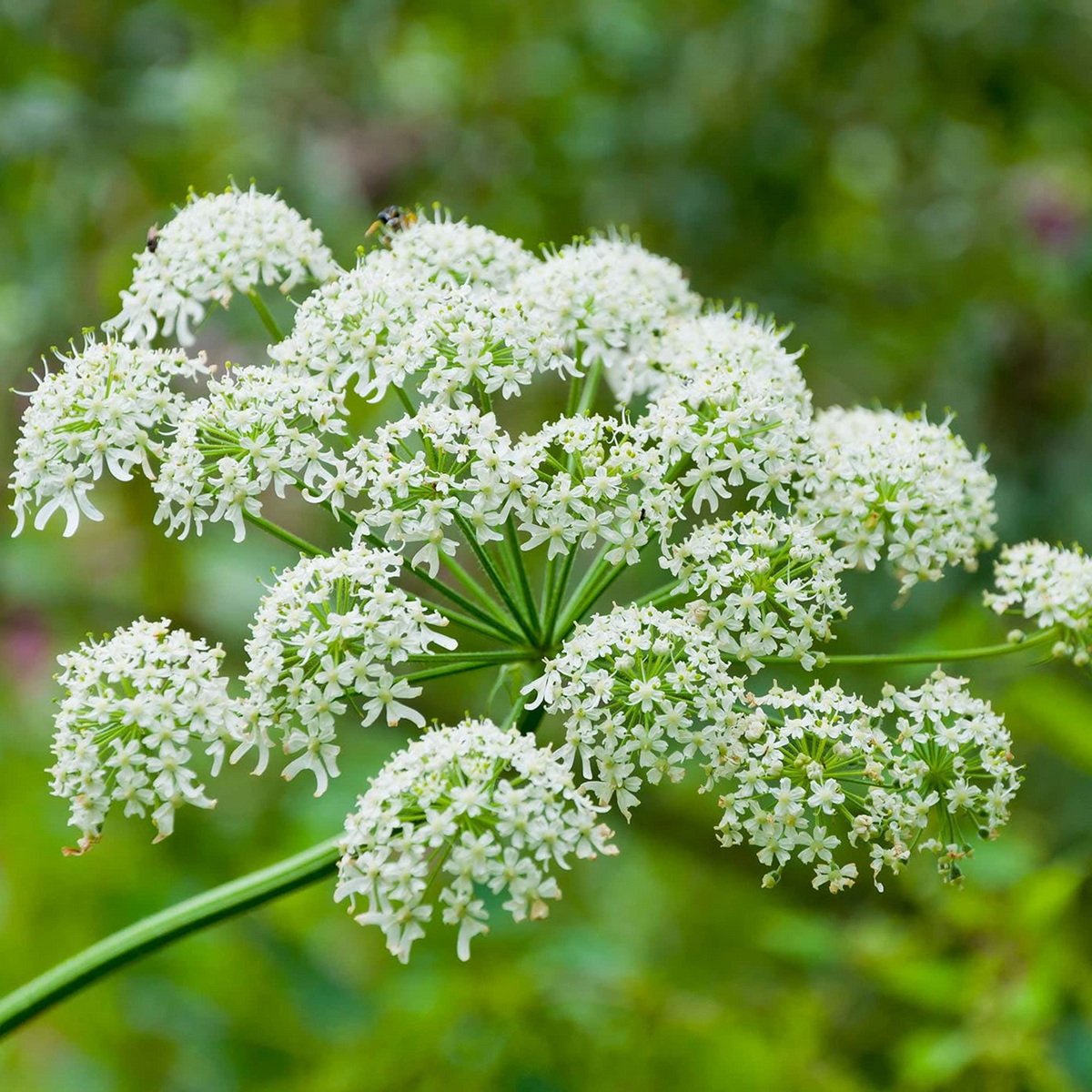 Cow Parsnip (Heracleum Maximum) Seeds - 75 Seeds for Native Wildflower Gardens