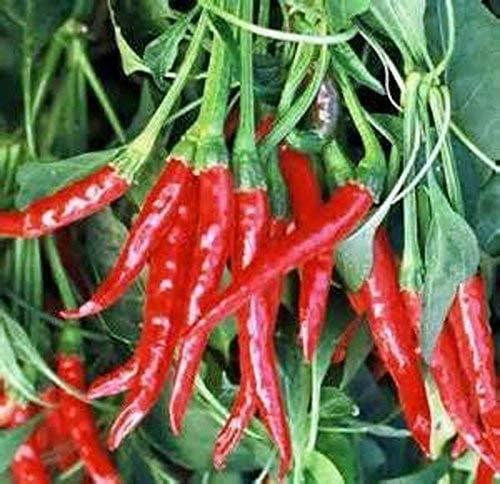 Thai Hot Pepper Seeds - Heirloom, Non-GMO, 50,000-100,000 Scoville