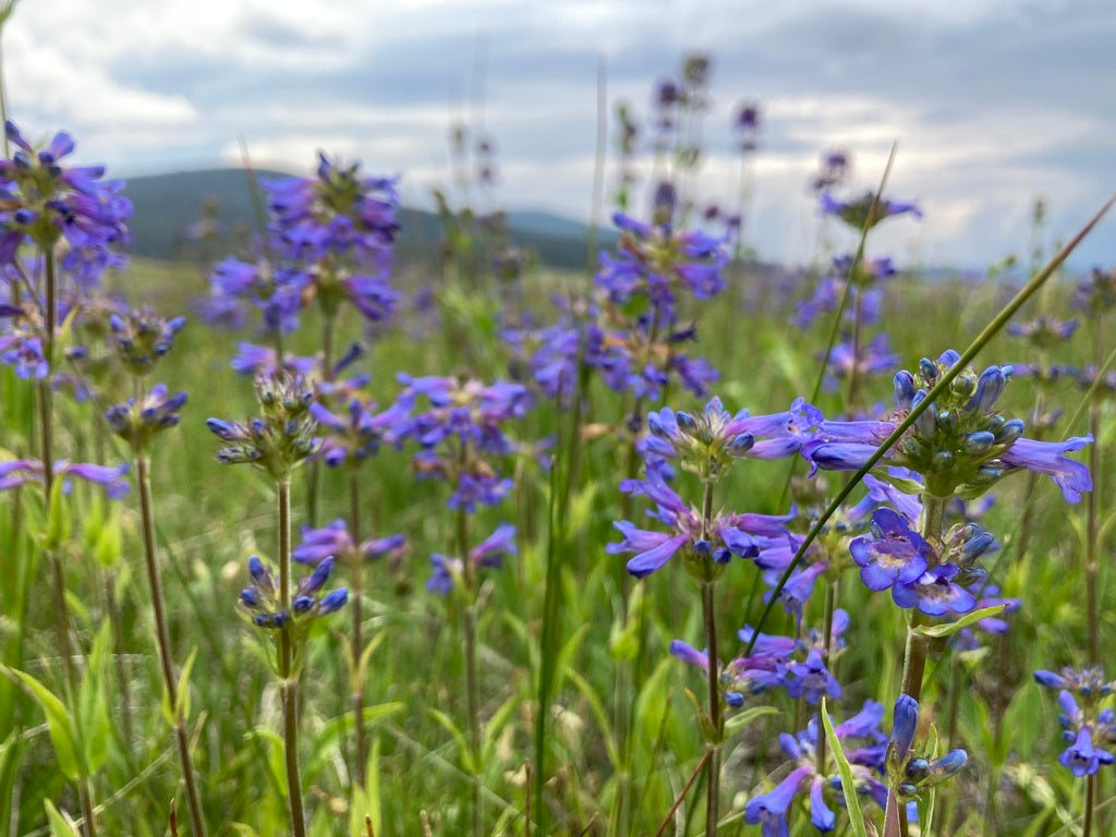 Penstemon Rydbergii Seeds (Rydberg's Penstemon) – 100 mg for Planting, Native Wildflower
