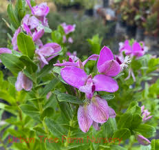 Polygala Myrtifolia Milkwort 6" Live Cuttings - 7 Sweet Pea Bush Starter Plants