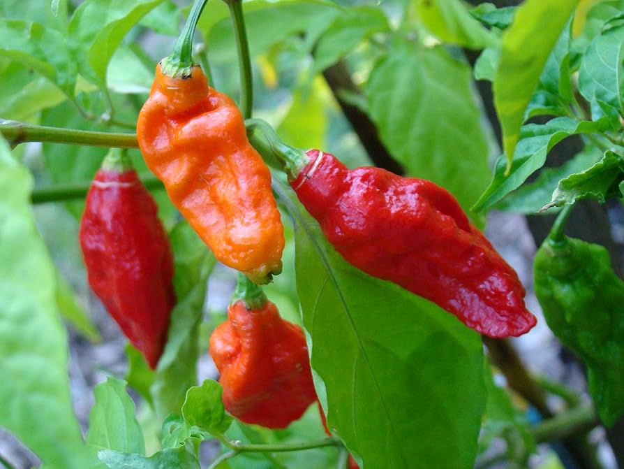 Ghost Pepper Bhut Jolokia Seeds - 10 Seeds, Capsicum chinense, Fiery Hot Chili