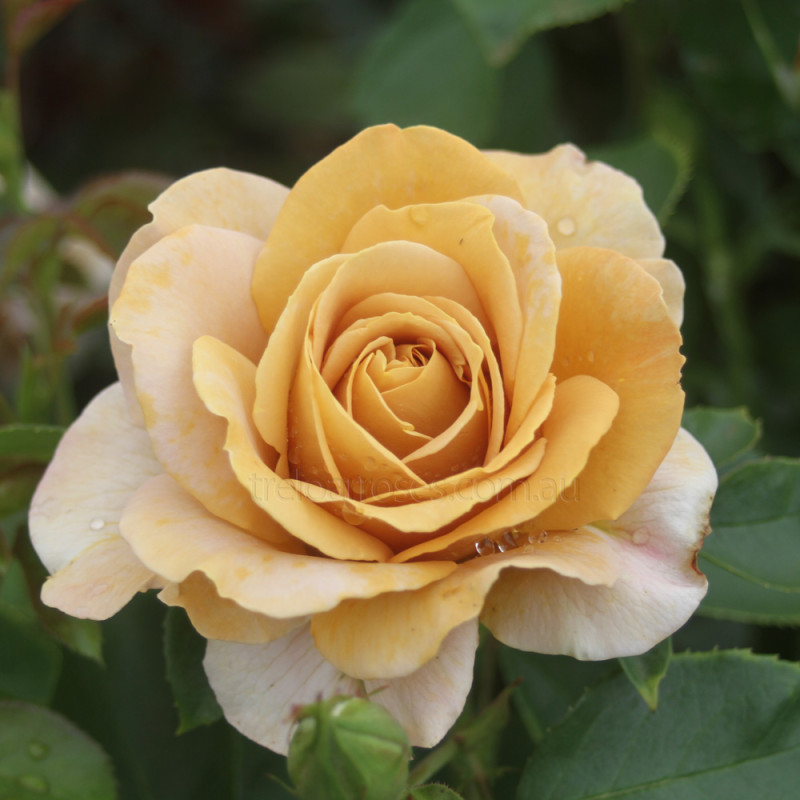 Honey Dijon Rose - 3 Fresh Unrooted Cuttings for Rooting or Grafting | Rosa ‘Honey Dijon’