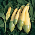 Zephyr Squash Seeds - 25+ USA-Grown Seeds, Easy to Grow Das Cucurbita pepo