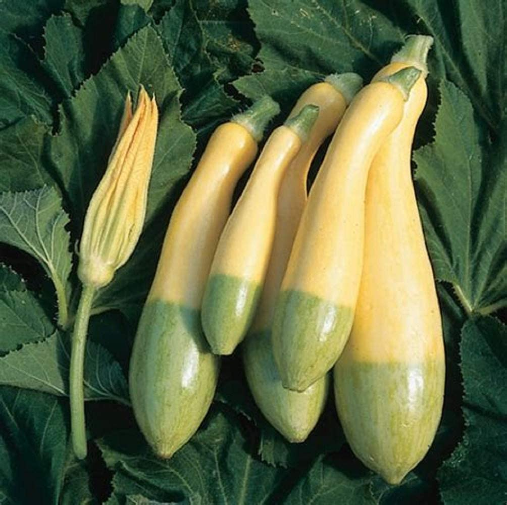Zephyr Squash Seeds - 25+ USA-Grown Seeds, Easy to Grow Das Cucurbita pepo