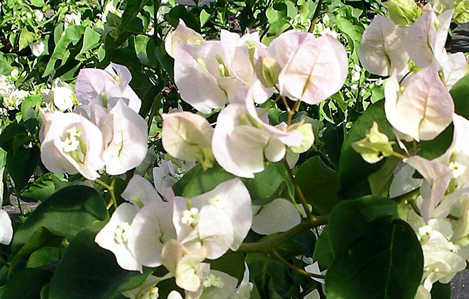Vera White Bougainvillea Starter Plant - Well-Rooted Plug (Bare-Root) - Zones 7+