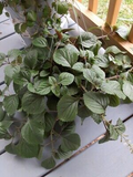 Purple Swedish Ivy Cuttings (4) – Millionaria / Planta del Dinero Morada, 4-6" Potent Indoor Shade Plant