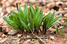 Wild Leek (Ramp) Allium tricoccum Seeds - 10 Non-GMO Heirloom
