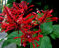 Odontonema Firespike (Pagoda Flower) Live Starter Plant - Red Blooms, Hummingbird & Butterfly Magnet
