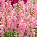 Candelabra Rose Snapdragon Seeds (Antirrhinum majus) - 1000+ Seeds