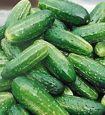 Bush Pickle Cucumber - 15 Seeds | Compact F1 Hybrid for Gardens & Containers