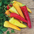Sweet Banana Pepper Seeds (Capsicum annuum) - 30 Seeds