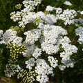 White Yarrow (Achillea millefolium) Seeds - 10,000 Seeds for Pollinator Gardens