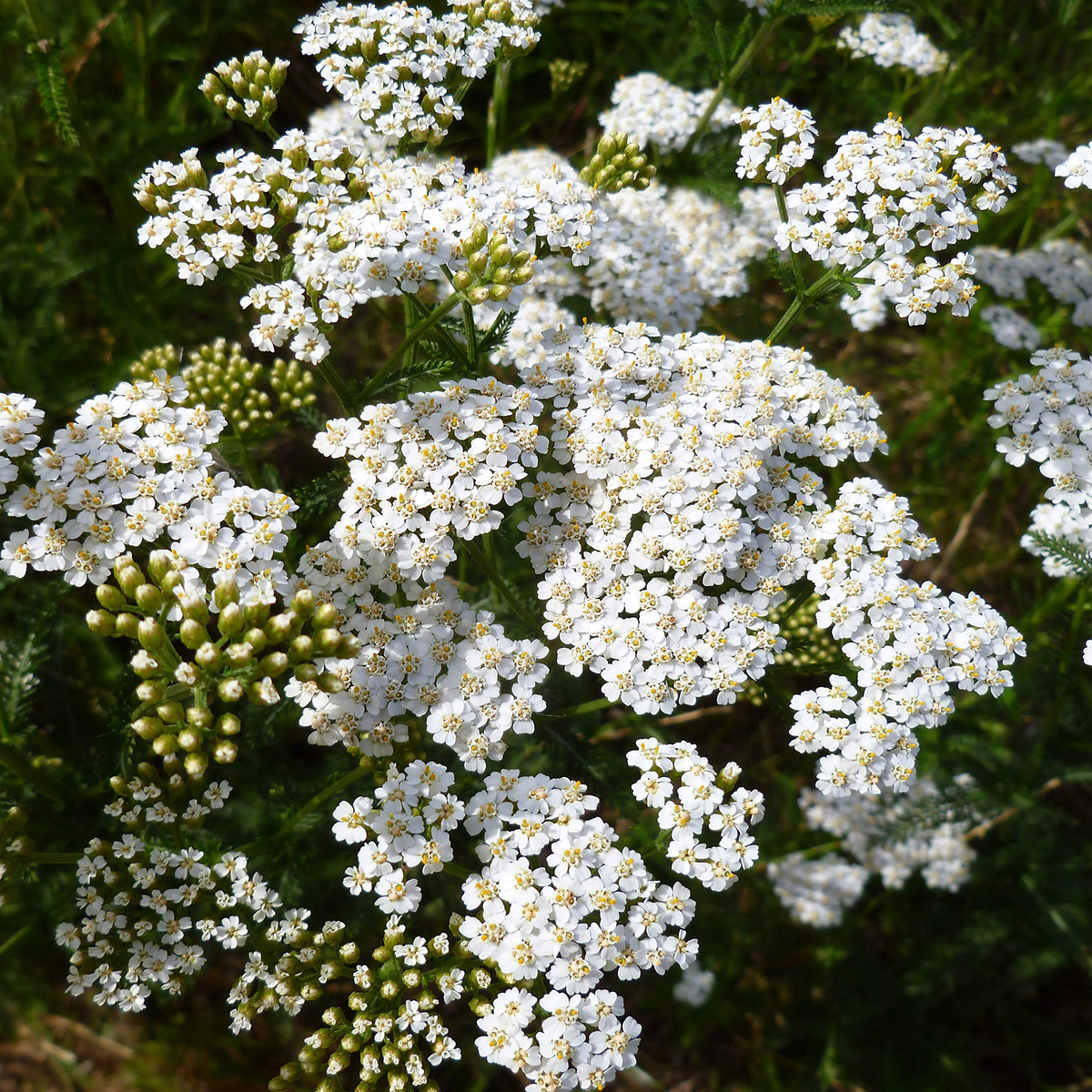 White Yarrow (Achillea millefolium) Seeds - 10,000 Seeds for Pollinator Gardens