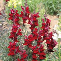 Black Prince Snapdragon Seeds (Antirrhinum majus) - 1000+ Deep Burgundy Blooms